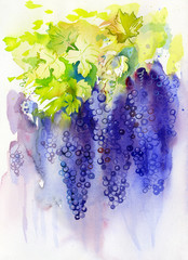 grape, watercolor modern art