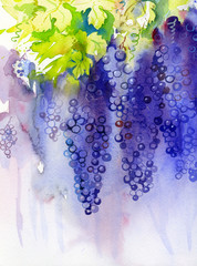 Bunch of grapes. Watercolor illustration