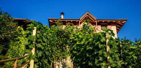 Scenic view of vineyards and apple orchards in Trentino-Alto Adige region of South Tyrol, Italy. Beautiful farm house on a background. Agri tourism.