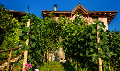 Scenic view of vineyards and apple orchards in Trentino-Alto Adige region of South Tyrol, Italy. Beautiful farm house on a background. Agri tourism.