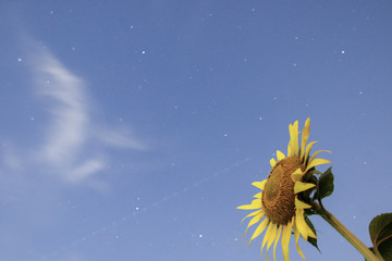 Night sky and sunflower