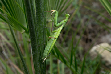 Naklejka premium mante religieuse