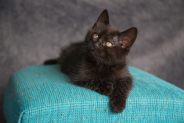 Chaton