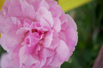Pink violet pastel rose flower blooming in garden with leaf background.