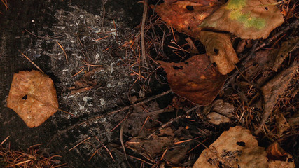 autumn leaves on the ground