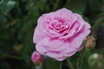 Pink violet pastel rose flower blooming in garden with leaf background.