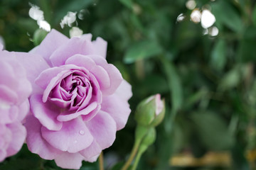 Pink violet pastel rose flower blooming in garden with leaf background.