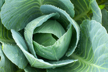 Green cabbage with open leaves in the garden, top view.