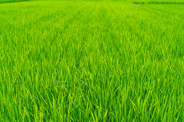 Ooyamato Shrine in Nara, Japan