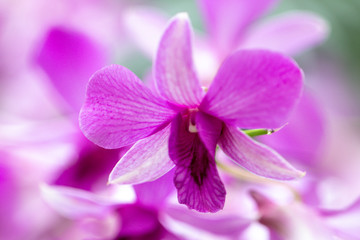 Fototapeta na wymiar Close up Dendrobium orchid hybrids in the garden.Selective focus beautiful purple orchid.