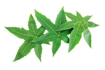 natural green leaf plane tree with veins on a white background