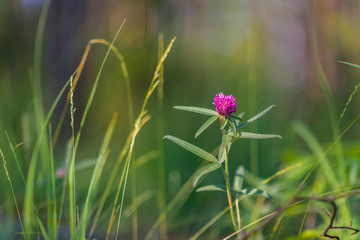 Wildflowers close-up, with a blurred background.