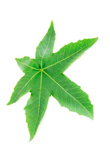 natural green leaf plane tree with veins on a white background