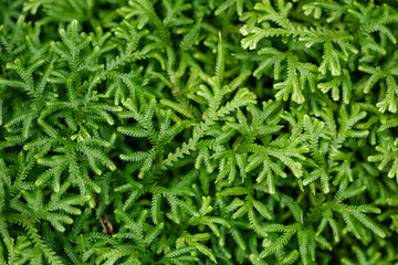 Abstract background Spike Moss.Beautiful green plants wallpaper.