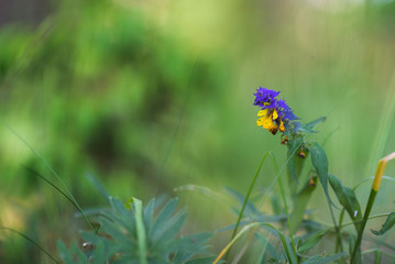 Wildflowers close-up, with a blurred background.