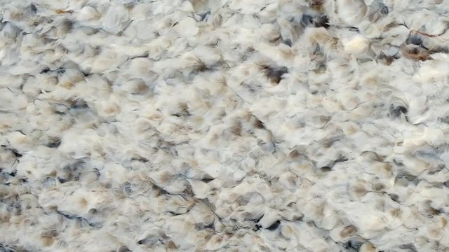 Closeup top view of the white algae plant fluttering in hot springs water in slow motion
