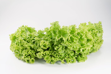 Fresh lettuce leaf for cooking food healthy or vegetable salad isolated on white background, it is good source of vitamin edible and delicious.