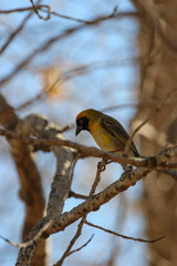 The southern masked weaver (Ploceus velatus), or African masked weaver