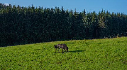 Plakat Black horse on rural pasture. Horse farm pasture. Black horse grazing on horse farm.