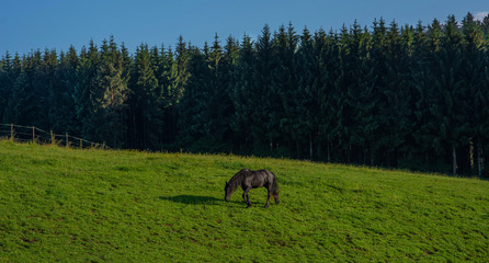 Black horse, standing in high grass in sunset light, yellow and green background. Horse grazing in a summer field.