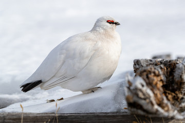 Rock Ptarmigan in Svalbard