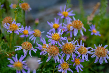 Obraz premium Violet Daisies Floral Portrait under the rain in Altai mountains, Altai Republic, Siberia, Russia.