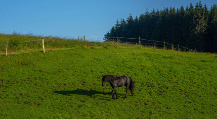 Black horse on rural pasture. Horse farm pasture. Black horse grazing on horse farm.