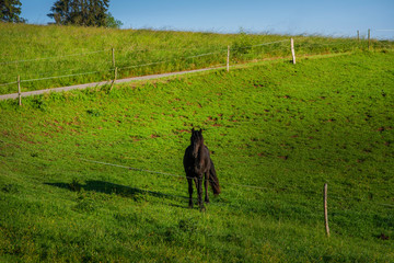 Black horse on rural pasture. Horse farm pasture. Black horse grazing on horse farm.