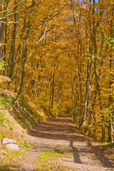 Fototapeta na wymiar Deciduous forest in autumn