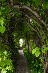 Narrow Tunnel With Leaves And Bright Illuminated Exit