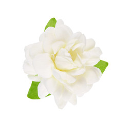 Thai jasmine flower with leaf isolated on white background.