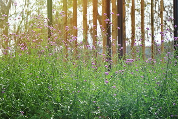 Obraz premium Beautiful little violet flower with green leaves and bamboo fence in sunlight of spring time background. Soft focus. Flower, nature background concept.