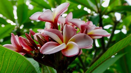 Frangipani Blüten - Nahaufnahme