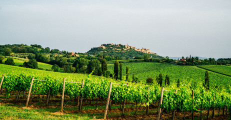 Fototapeta na wymiar Beautiful landscape during summer season, vineyards in Tuscany, Italy.