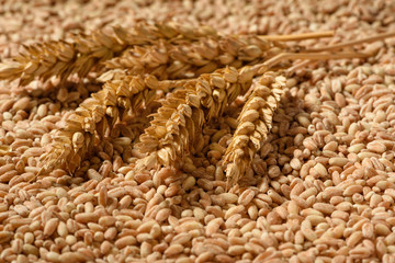 Spikelets of organic spelt.
