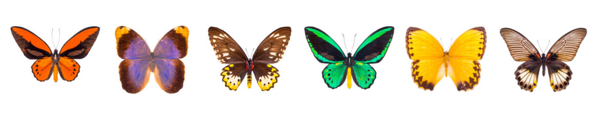 Set of beautiful and colorful butterflies isolated on white. © Acronym