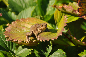 Little toad sitting on a piece of strawberry.  Frog, wildlife, animals