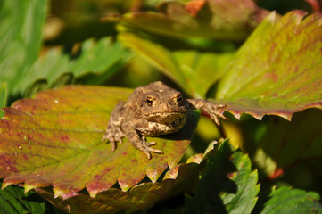 Obraz premium Little toad sitting on a piece of strawberry. Frog, wildlife, animals