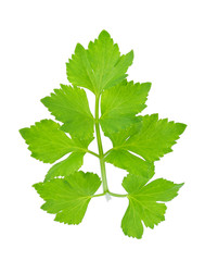 Fresh celery leaf isolated on white background, Top view.