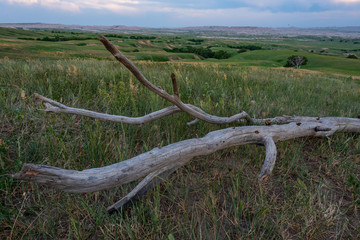Fototapeta premium Piece of Dead Tree Trunk in Field