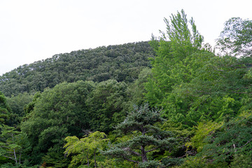 Izumo Daijingu in Kyoto, Japan