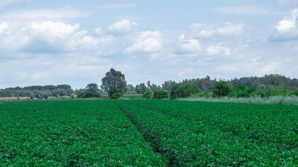 Wheat field with tractor tracks in Holland