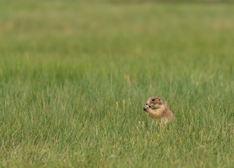 Profile of Groundhog in Thick Grass