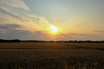 Fototapeta na wymiar Sunrise or sunset over a cornfield