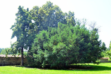 Different kinds of of beautiful trees in the botanical garden in Prague.