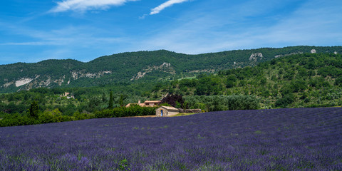 Lavender field summer sunset landscape near Valensole. Provence, France.