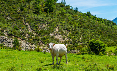 Fototapeta premium Cows on a grassy field on a bright and sunny day. Summer green field. Cows on the field with blue and green background.