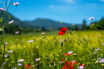Beautiful morning field with bright sun. Spring meadow flowers landscape. Springtime forest meadow flowers view.