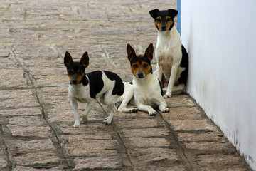 Cachorros IMG_1094