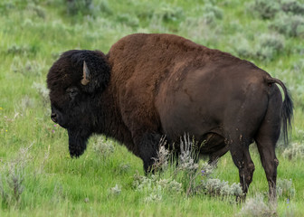 Fototapeta premium Profile of Bison Looking Left in Field
